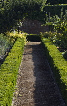 Box, common, Buxus sempervirens.