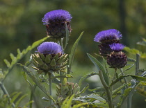 Artichoke, Cynara scolymus.