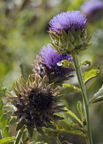 Artichoke, Cynara scolymus.