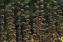 Phlomis, Phlomis russeliana.