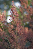 Plume poppy, Macleaya cordata.