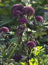 Korean angelica, Angelica gigas.