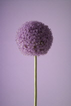 Allium, Allium giganteum.