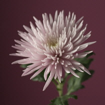 Chrysanthemum, Dendranthema.