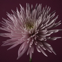 Chrysanthemum, Dendranthema.