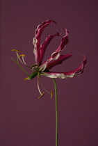 Gloriosa lily, Gloriosa superba 'Rothschildiana'.