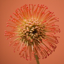 Pincushion, Leucospermum cordifolium.