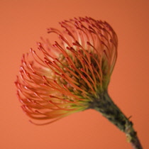 Pincushion, Leucospermum cordifolium.