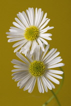 Daisy, Lawn daisy, Bellis perennis.