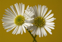 Daisy, Lawn daisy, Bellis perennis.