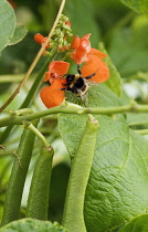 Runner bean, Phaseolus coccineus.