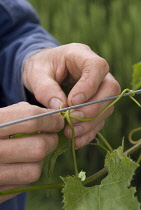 Vine, Vitis coignettiae.