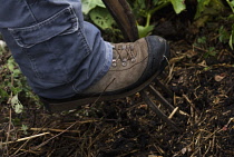 Forking compost.