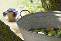 Apple, Malus domestica.