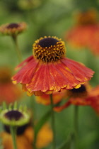 Helen's flower, Sneezeweed, Helenium 'Indian Summer'.