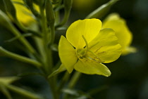 Evening primrose, Oenothera biennis.