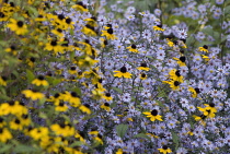 Coneflower, Black-eyed Susan, Rudbeckia fulgida.