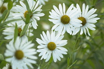 Giant Daisy, Leucanthemum Serotina.