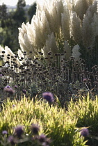 Phlomis, Phlomis russeliana.