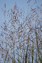 Switchgrass, Panicum virgatum 'Heavy Metal'.