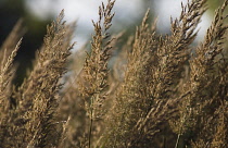 Feather reed grass, Calamogrostis x acutiflora 'Karl Foerster'.