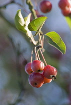 Crab apple, Malus.