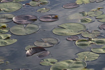 Waterlily, Nymphaea.