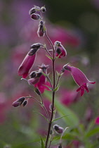 Penstemon, Penstemon.