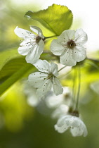 Cherry, Wild Cherry, Prunus avium.