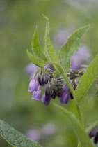 Comfrey, Symphytum officinale.