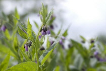 Comfrey, Symphytum officinale.