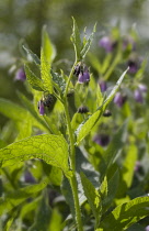 Comfrey, Symphytum officinale.