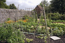 Vegetable garden.