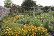 Marigold, Calendula.