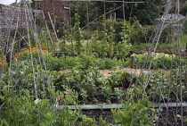 Vegetable garden.