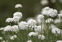 Chamomile, Chamaemelum nobile 'Fore Pleno'.