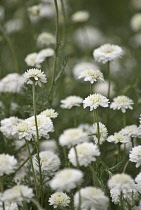 Chamomile, Chamaemelum nobile 'Fore Pleno'.