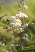 Meadowsweet, Filipendula ulmaria.