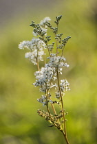 Meadowsweet, Filipendula ulmaria.