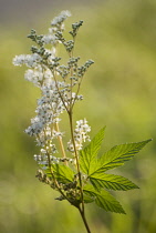 Meadowsweet, Filipendula ulmaria.