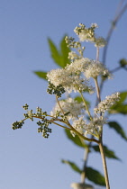 Meadowsweet, Filipendula ulmaria.