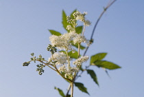 Meadowsweet, Filipendula ulmaria.