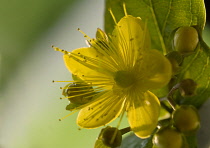 St John's Wort, Hypericum perforatum.