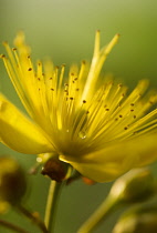 St John's Wort, Hypericum perforatum.