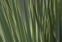 New Zealand Flax, Phormium.