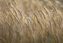 Barley, Hordeum.