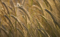 Barley, Hordeum.