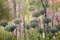 White Flag Onion, Allium canadense 'White Flag'.