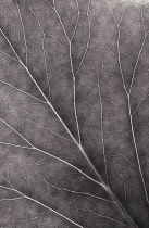 Leaf.