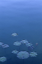 Waterlily, Nymphaea.